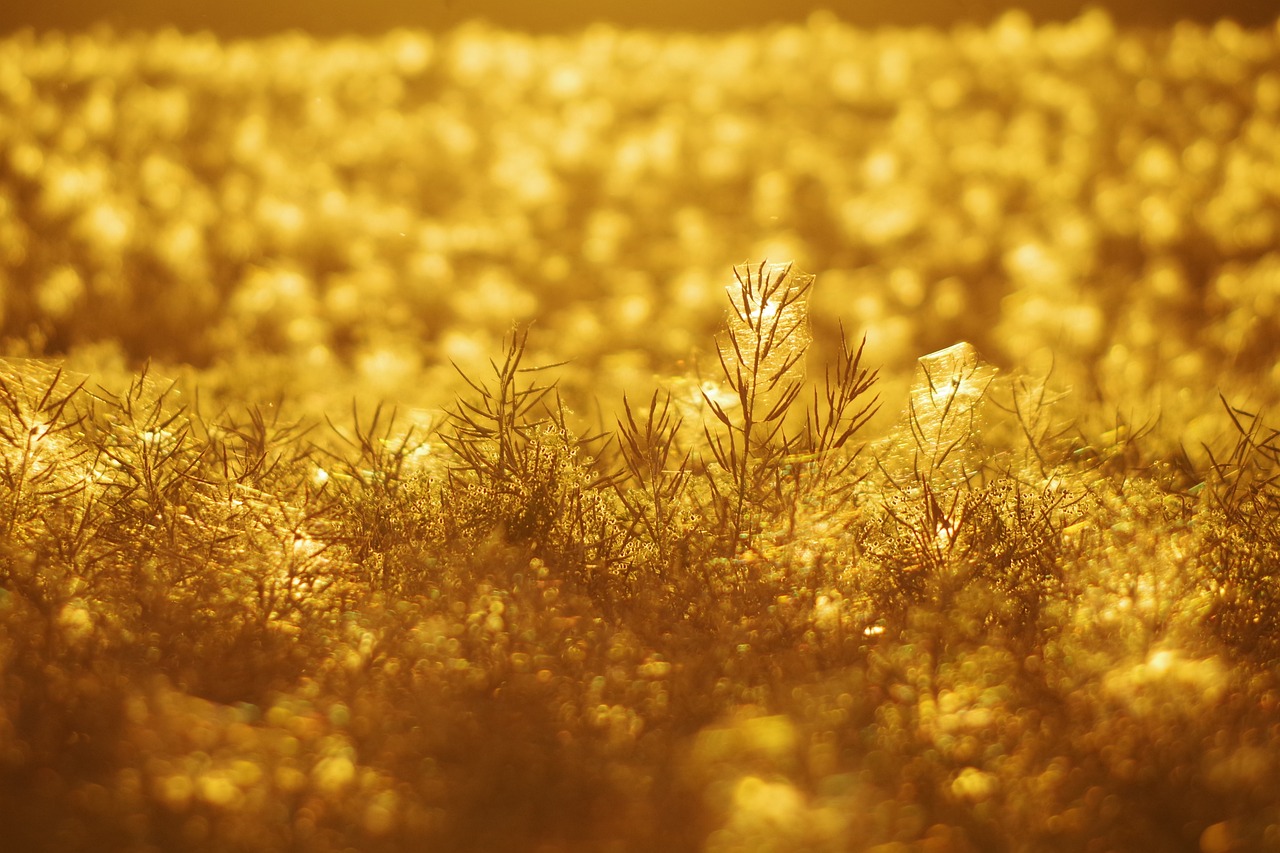 How to Manage Weeds in Your Garden Eco-Friendly Way